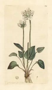 Palustris: Grass of Parnassus, Parnassia palustris
