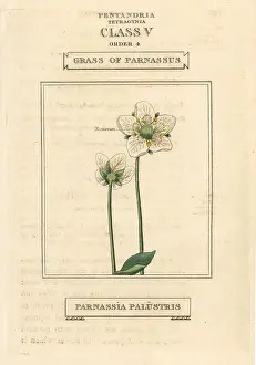 Palustris: Grass of parnassus, Parnassia palustris