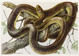Aesculapius: GRASS SNAKE AESCULAPIUS