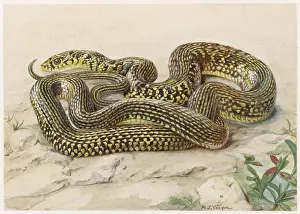 Jaune: GRASS SNAKE G AND Y