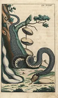 Wilhelms: Grass snake, Natrix natrix