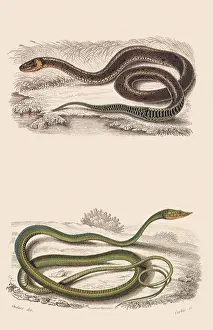 Torquatus: A Grass Snake and a Tree Snake