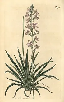 Stylidium: Grass triggerplant, Stylidium graminifolium