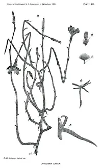 Juncea: Grass - Weeds - Agriculture - Nature