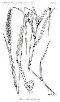 Viridis: Grass - Weeds - Agriculture - Nature