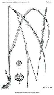 Slough: Grass - Weeds - Agriculture - Nature