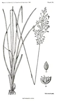 Rufa: Grass - Weeds - Agriculture - Nature