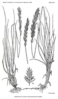 Glaucum: Grass - Weeds - Agriculture - Nature