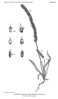 Plantago: Grass - Weeds - Agriculture - Nature