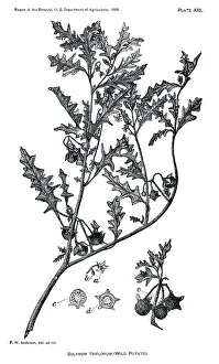 Solanum: Grass - Weeds - Agriculture - Nature