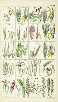 The John Innes Centre / The John Innes Foundation: Grasses