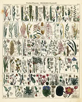 Sorghum: Grasses and grains