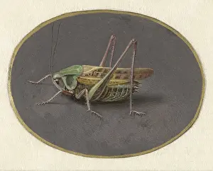 Jointed: Grasshopper