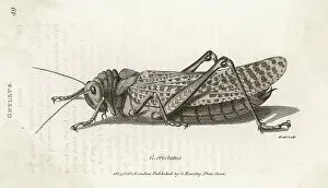 Gryllus: GRASSHOPPER