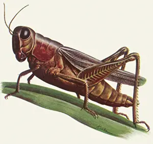 Arthropods: Grasshopper