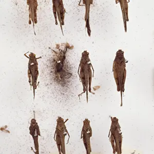 Grasshopper: Grasshopper collection