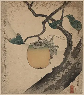 Persimmon: Grasshopper eating persimmon