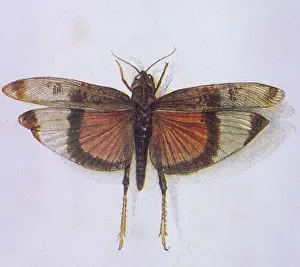 Grasshoppers: Grasshopper - Somalia