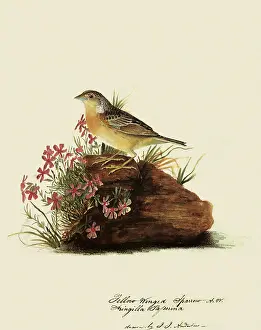 Sparrow: Grasshopper Sparrow, Ammodramus savannarum