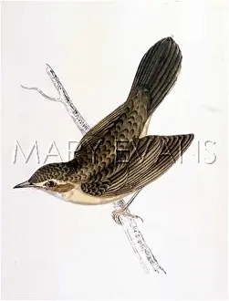 Locustella: GRASSHOPPER WARBLER (M)