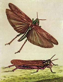 Grasshoppers: Two Grasshoppers