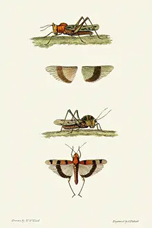 Grasshoppers: Grasshoppers