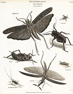 Pupa: Grasshoppers, crickets, etc