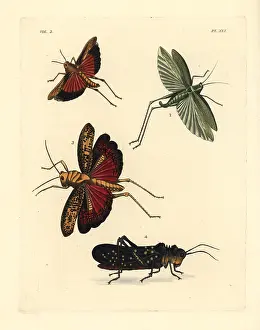 Obscure: Grasshoppers and locusts