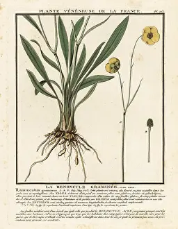 Plante Veneneuse De La France: Grassy-leaved buttercup, Ranunculus gramineus