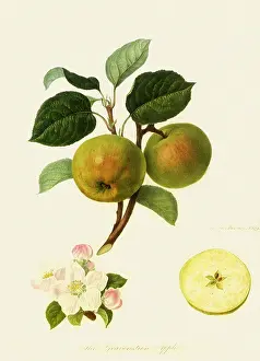 Derived: Gravenstein Apples
