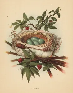 Catbird: Gray catbird, Dumetella carolinensis