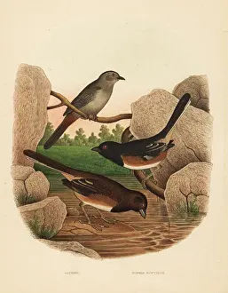 Catbird: Gray catbird and eastern towhee