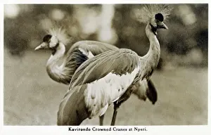 Nyeri: Gray Crowned Cranes at Nyeri, Kenya
