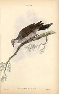 Lizars: Gray-fronted dove, Leptotila rufaxilla, native