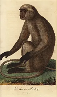 Sibly: Gray or Hanuman langur, Semnopithecus entellus