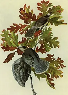 Jays: Gray Jays
