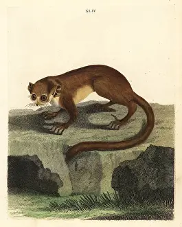 Marmaduke: Gray mouse lemur, Microcebus murinus