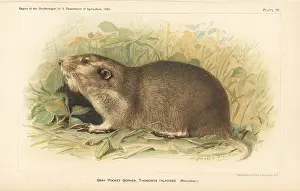 Gopher: Gray or northern pocket gopher, Thomomys talpoides