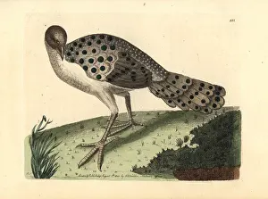 Polyplectron: Gray peacock-pheasant, Polyplectron bicalcaratum