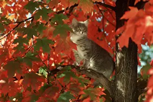 Mat002: GRAY TABBY CAT IN AUTUMN TREE