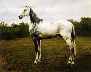 Equines: Gray Tinted Horse