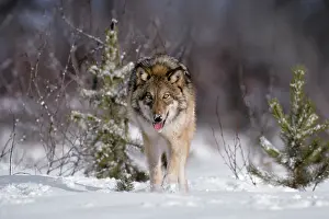 Predators: Gray Wolf Canis Lupus on Snow Looking at Camera