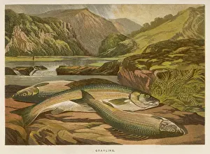 Grayling: A GRAYLING/1864