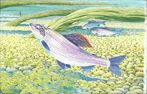 Grayling: Grayling