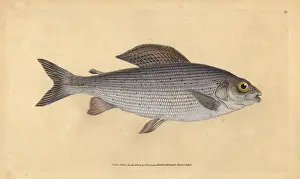 Grayling: Grayling, Thymallus thymallus