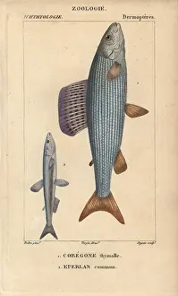 Grayling: Grayling, Thymallus thymallus, and European