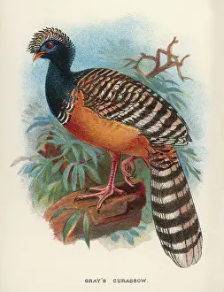 Grayi: GRAY'S CURASSOW