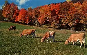 Graze: Grazing Cows