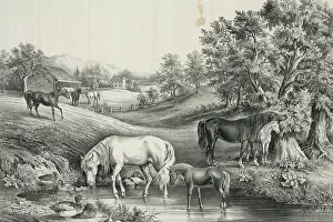 C1867: The grazing farm