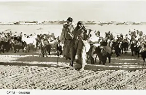 Herder: Grazing goats - Kuwait
